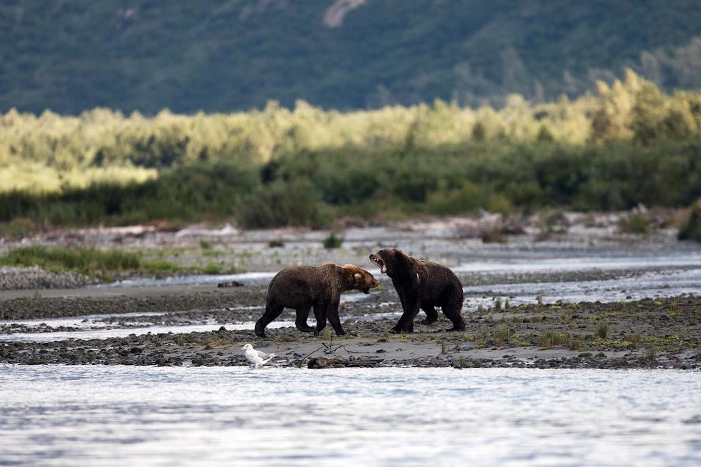 bear activity in Alaska