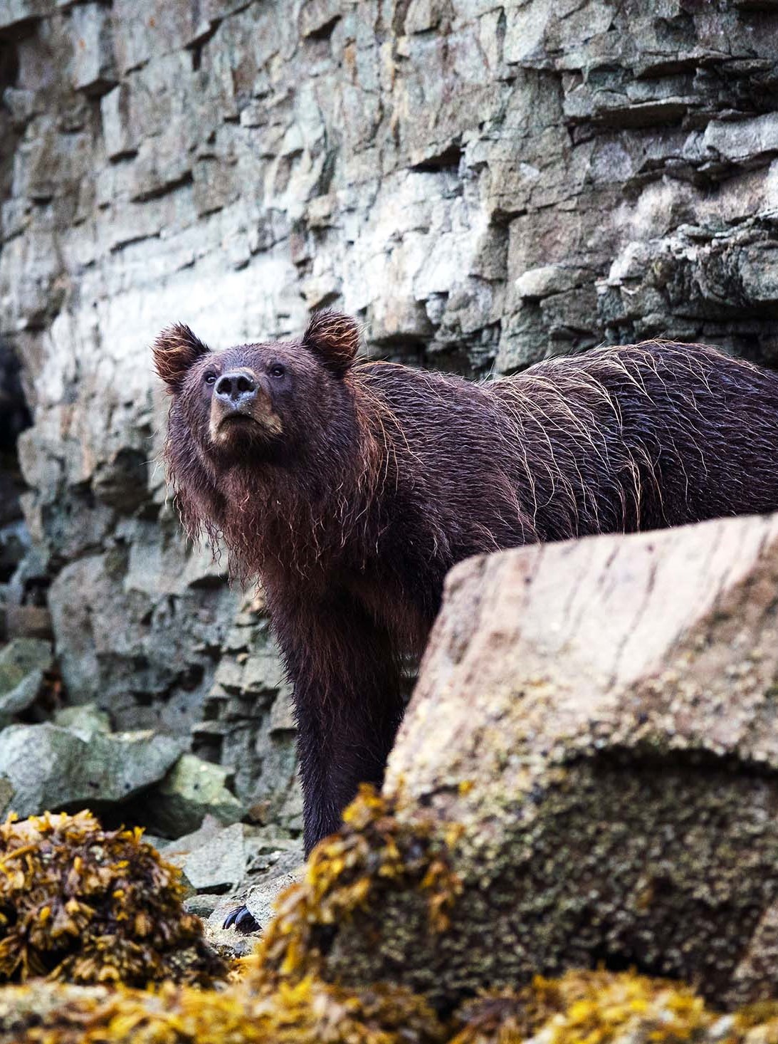 The Salmon Run in Alaska The Vital Cog in the Region's Ecosystem