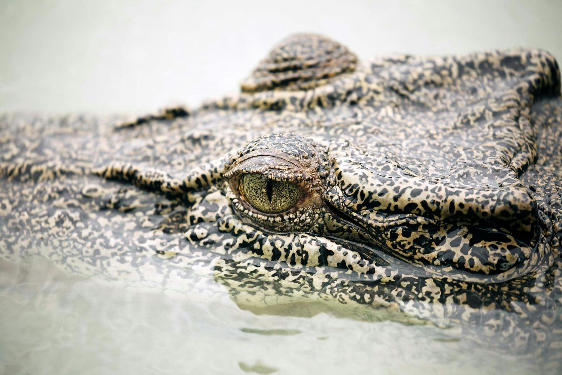 King of the Tides: The Saltwater Crocodile of Australia's Hunter River