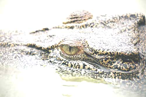 Saltwater crocodiles in the Kimberley's Hunter River
