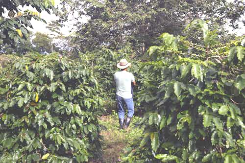 Galapagos coffee farm