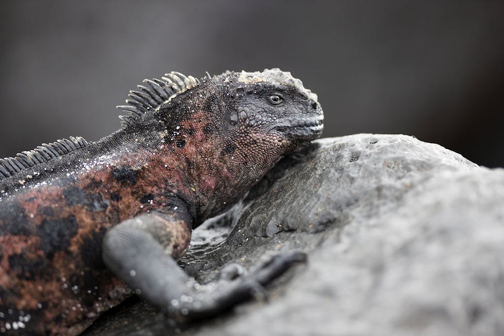 Marine iguana in Gardner Bay, Española Island