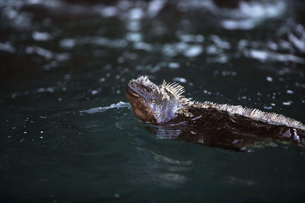 Marine iguana swimming off the coast of Fernandina Island
