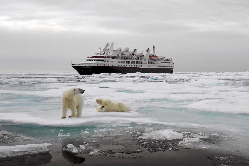 Polar Bears in the Arctic