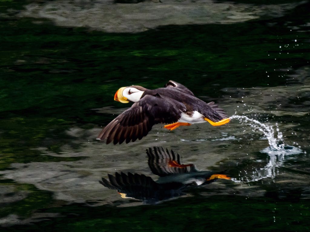 puffin running on water - close-up