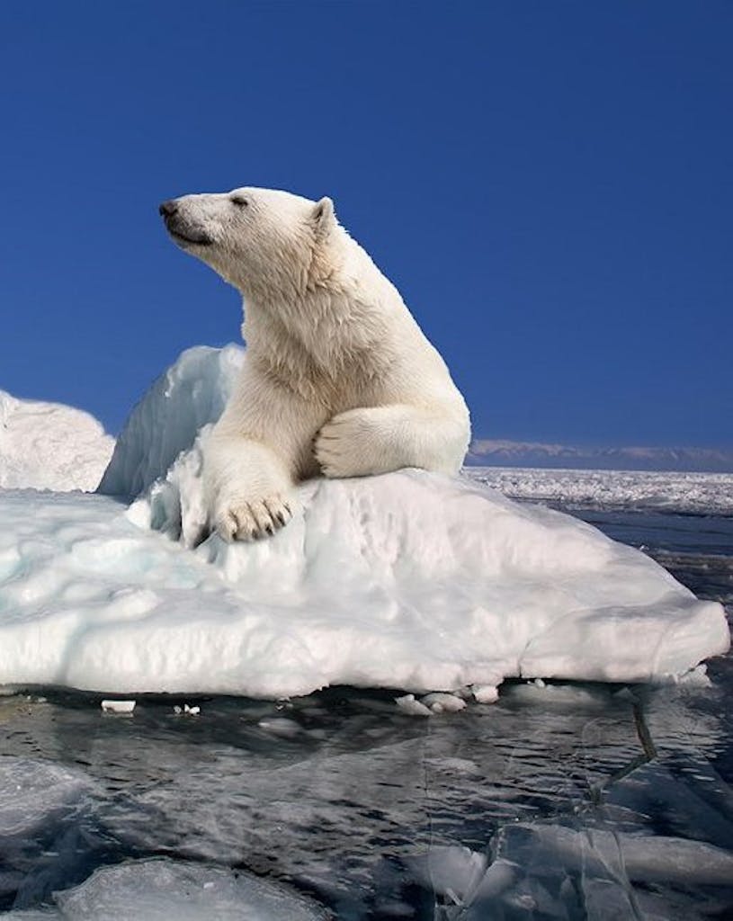 silversea-arctic-cruise-polar-bear