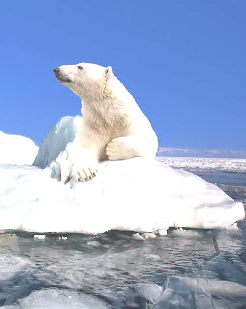 silversea-arctic-cruise-polar-bear