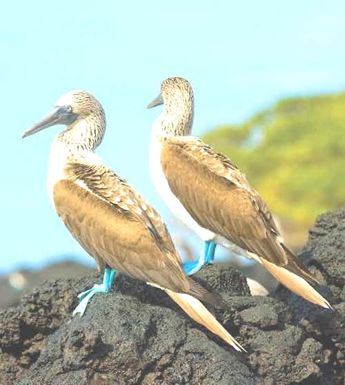 baltra-silversea-galapagos-cruise-blue-footed-booby