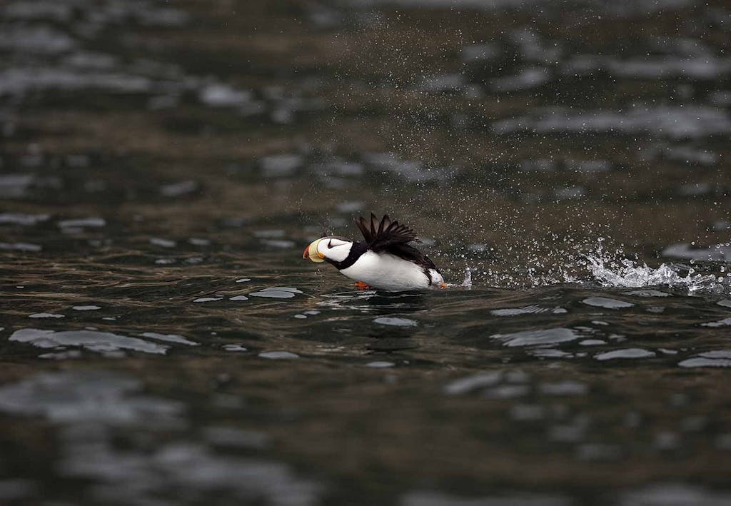 Horned Puffin takes flight
