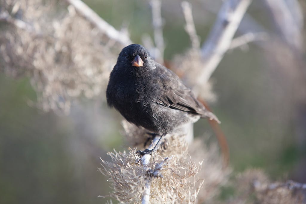 Darwins-Finches