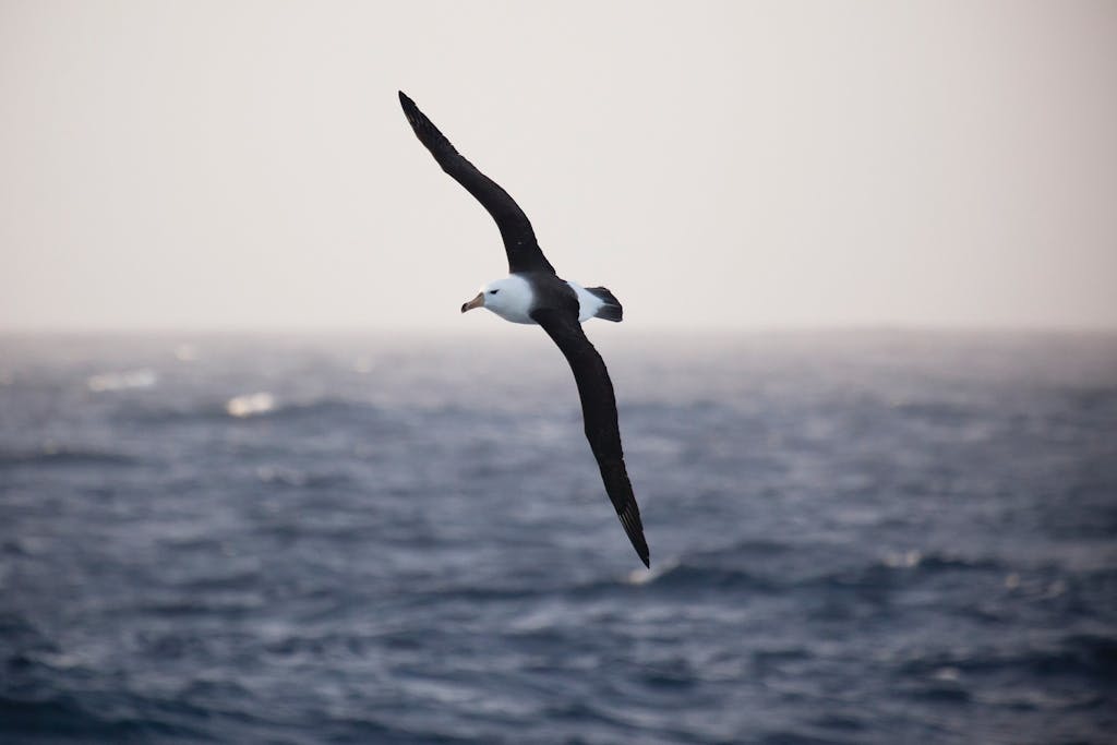 Black-browed-albatross-drake passage