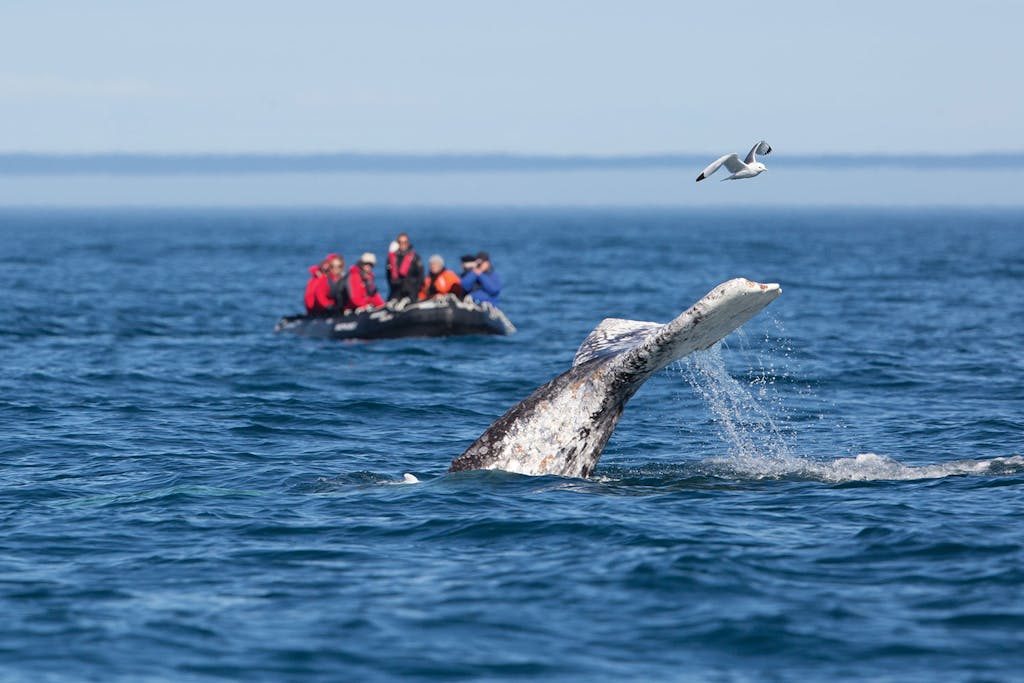 whale watching aboard a Russian Far East cruise