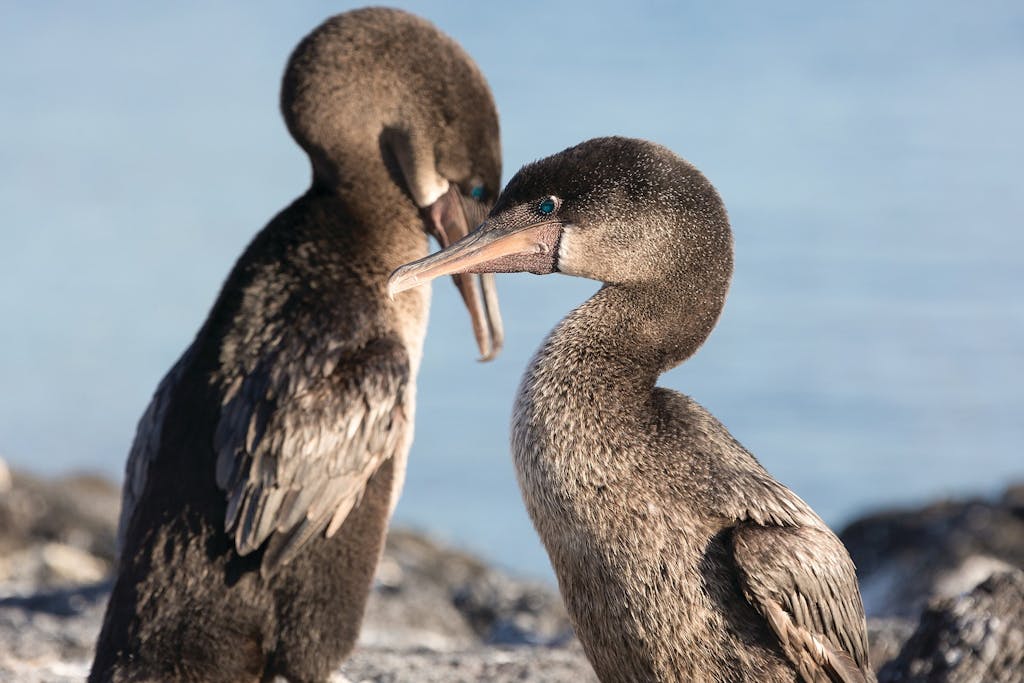 Flightless-Cormorant-Galapagos