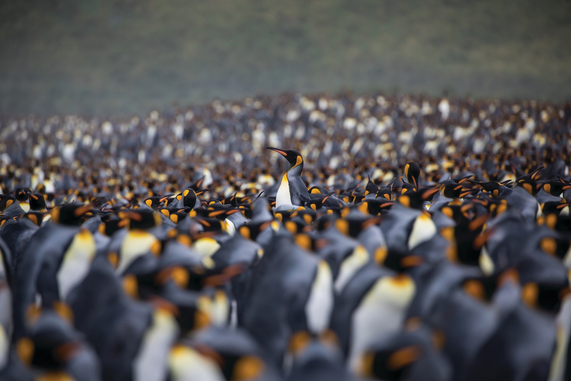 The King Penguins of South Georgia Rule the Island