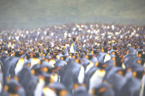King Penguins - South Georgia