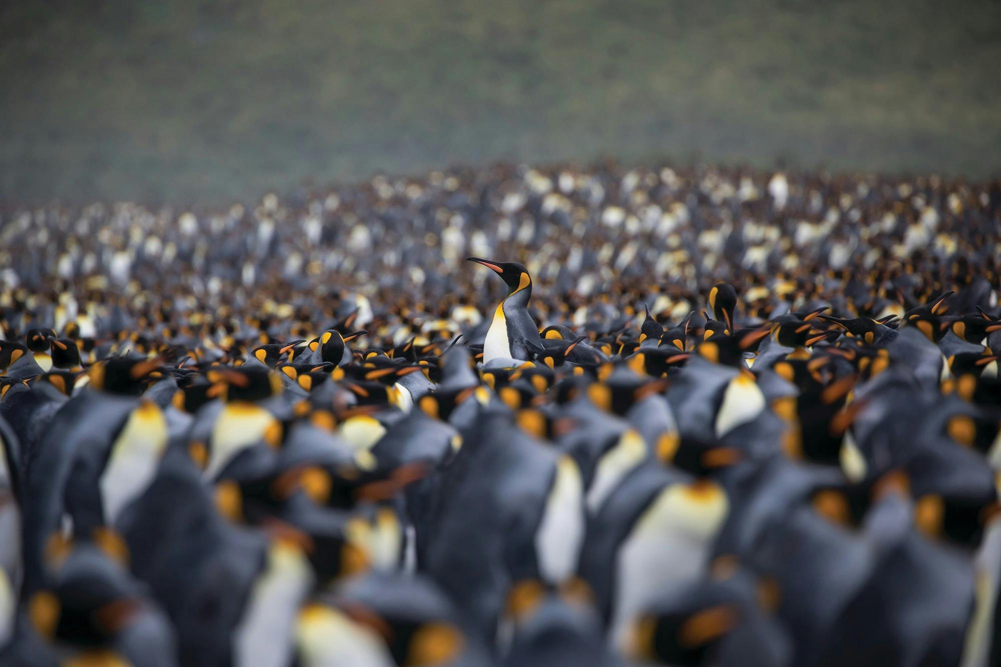 King Penguins - South Georgia