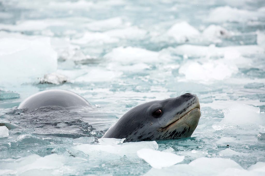 -Leopard-seal-Nordenskjold-Glacier-South-Georgia
