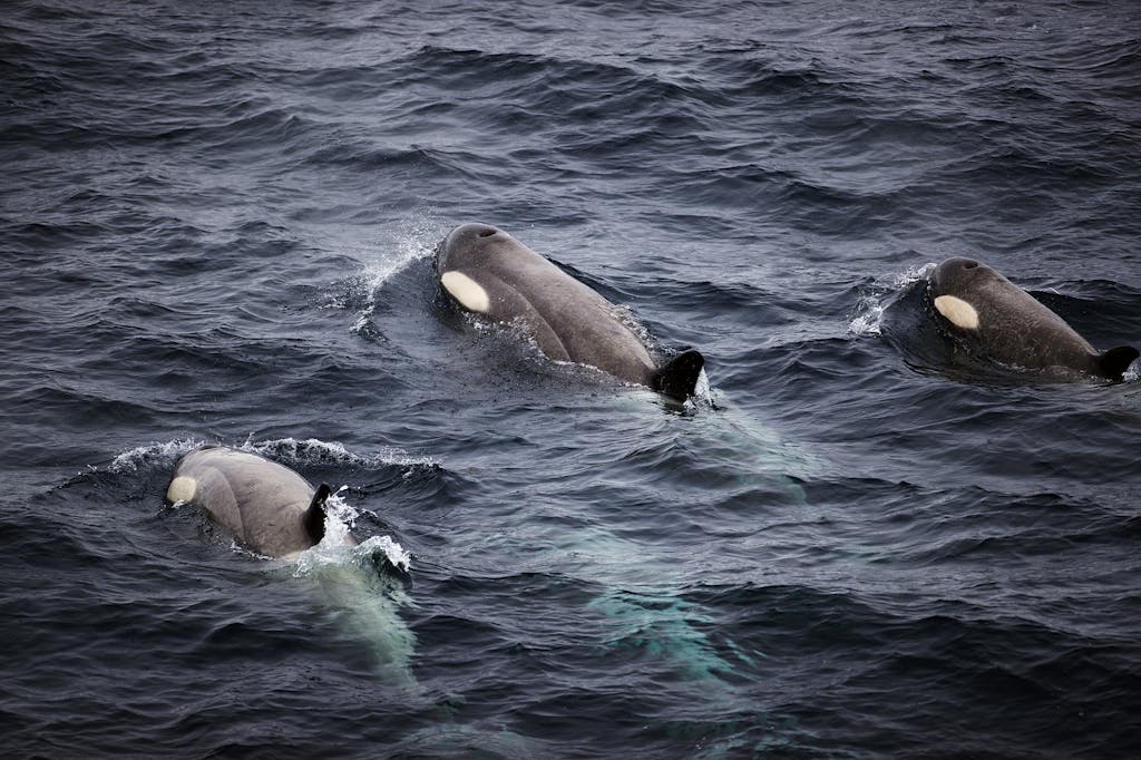 pod of orcas South Georgia island