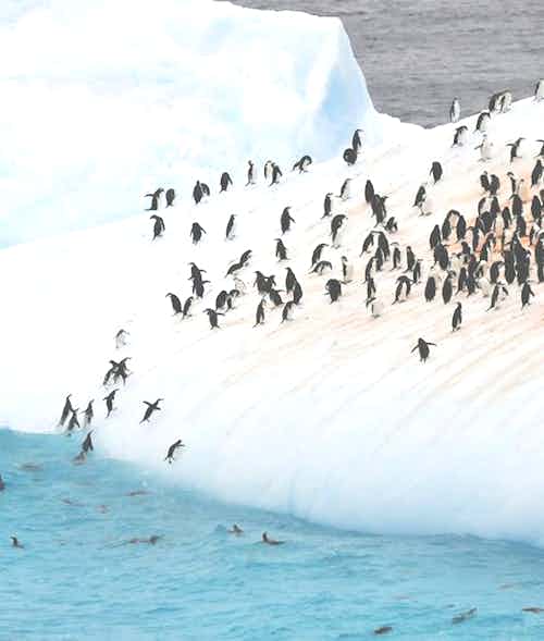 silversea-antarctica-cruise-colony-penguins