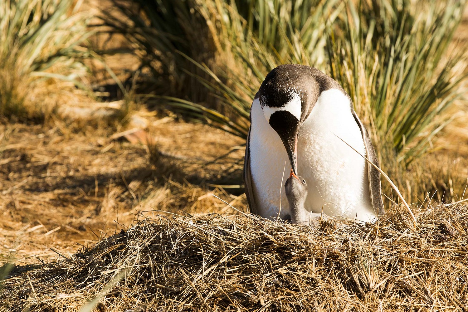 The King Penguins Of South Georgia Rule The Island