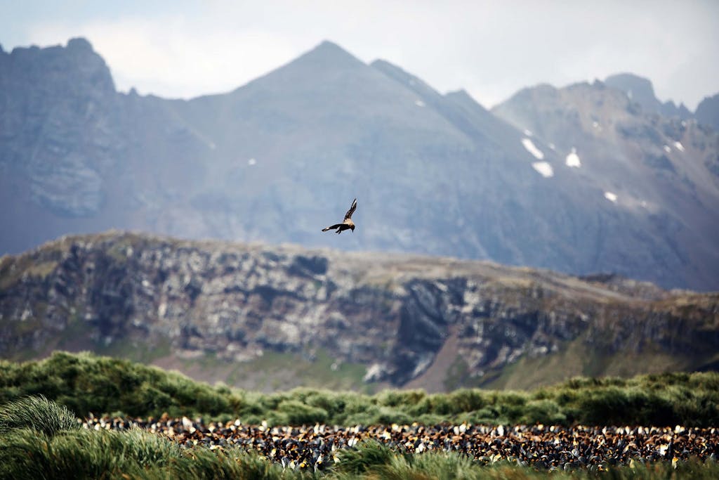 King Penguins in South Georgia