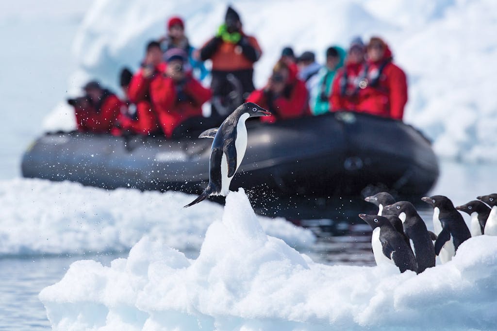 Penguins in Antarctica: Types, Facts and How to See Them -