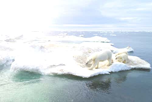 Lucia Griggi - Polar Bears in the Northeast Passage