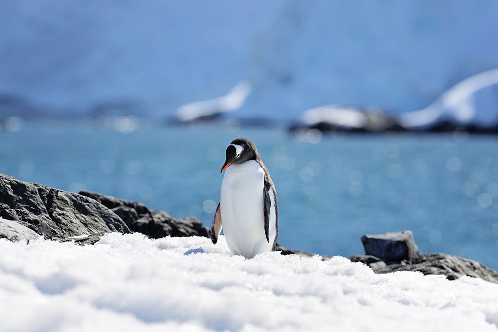 trips to see penguins in antarctica