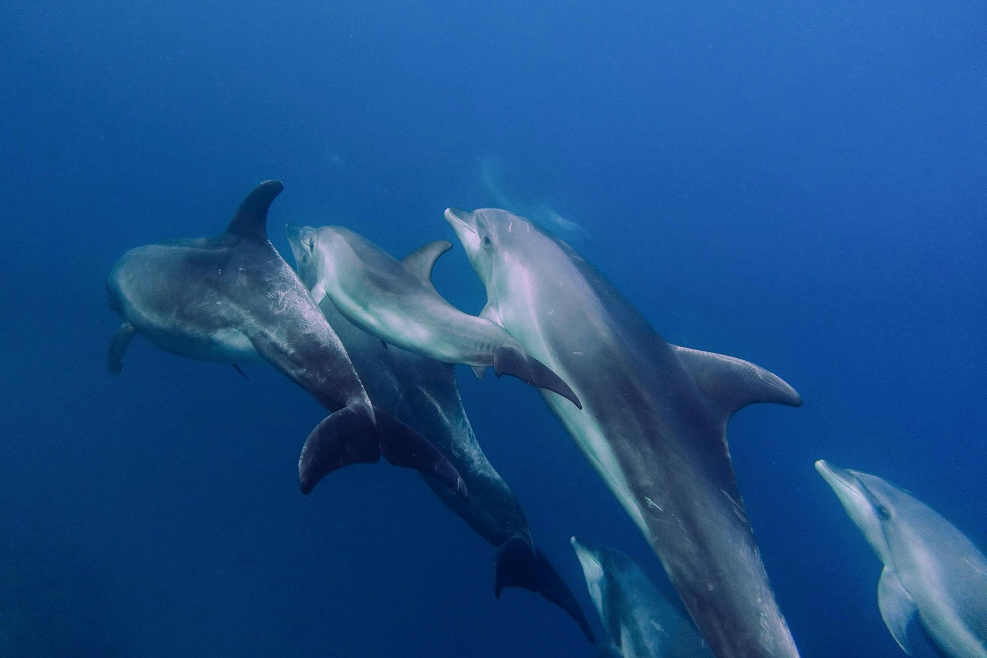bottlenose dolphins swimming underwater