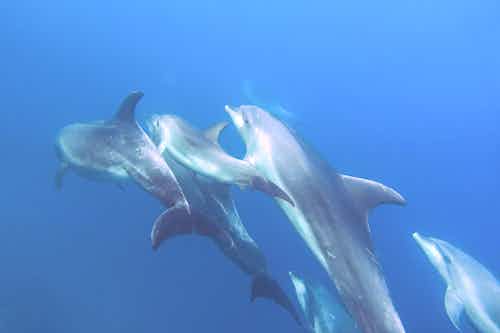 Swimming with dolphins in the Galapagos