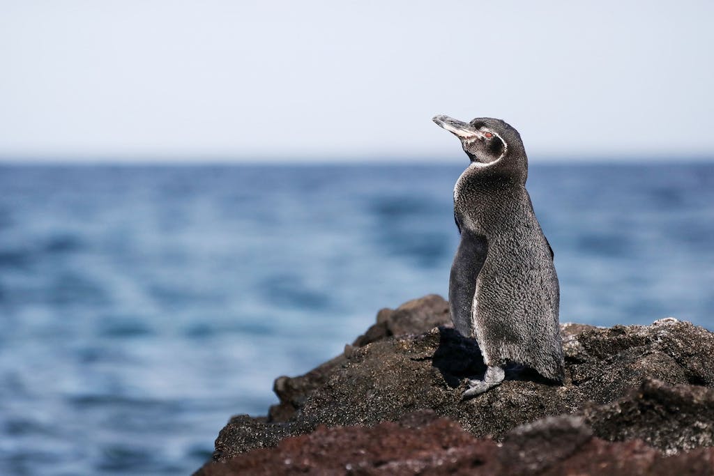 Galapagos Penguin, Isabela Island, the Galapagos