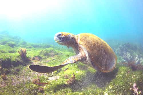 Pacific Green Sea Turtle in the Galapagos