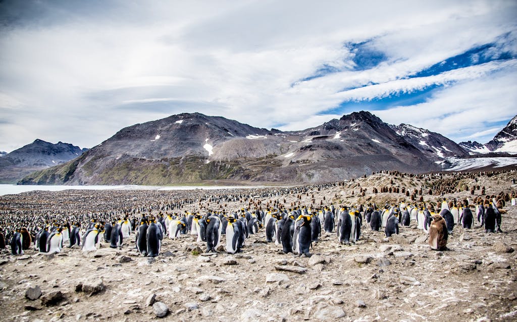 King Penguin colony in St. Andrew's Bay, South Georgia