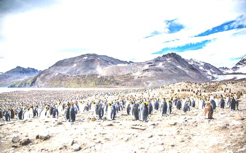 King-Penguins-in-South-Georgia.jpg