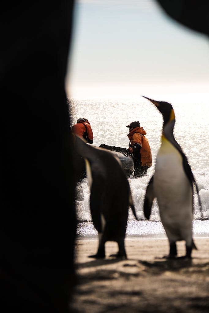 Silversea's expedition team members hold a Zodiac while inquisitive King Penguins approach
