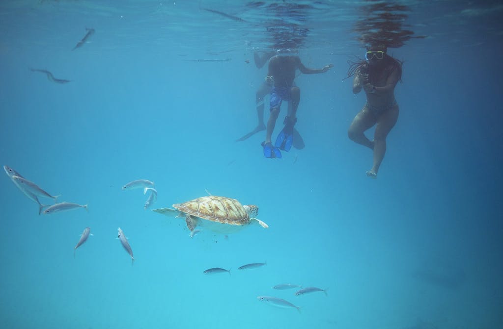 Swimmers with a green sea turtle in Barbados