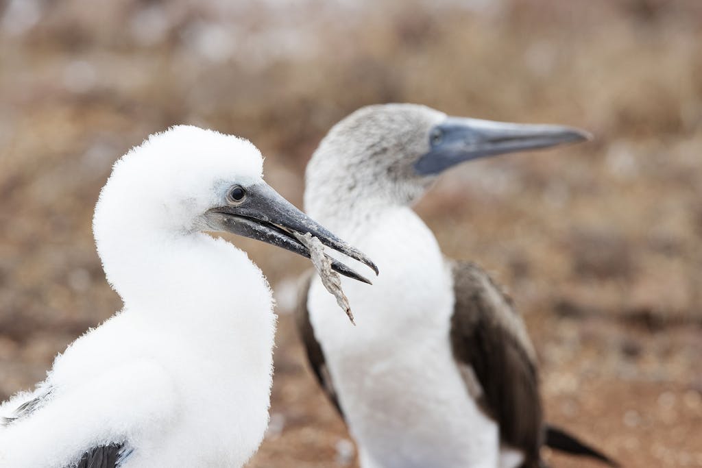 Blue-Footed Booby chick in the Galapagos