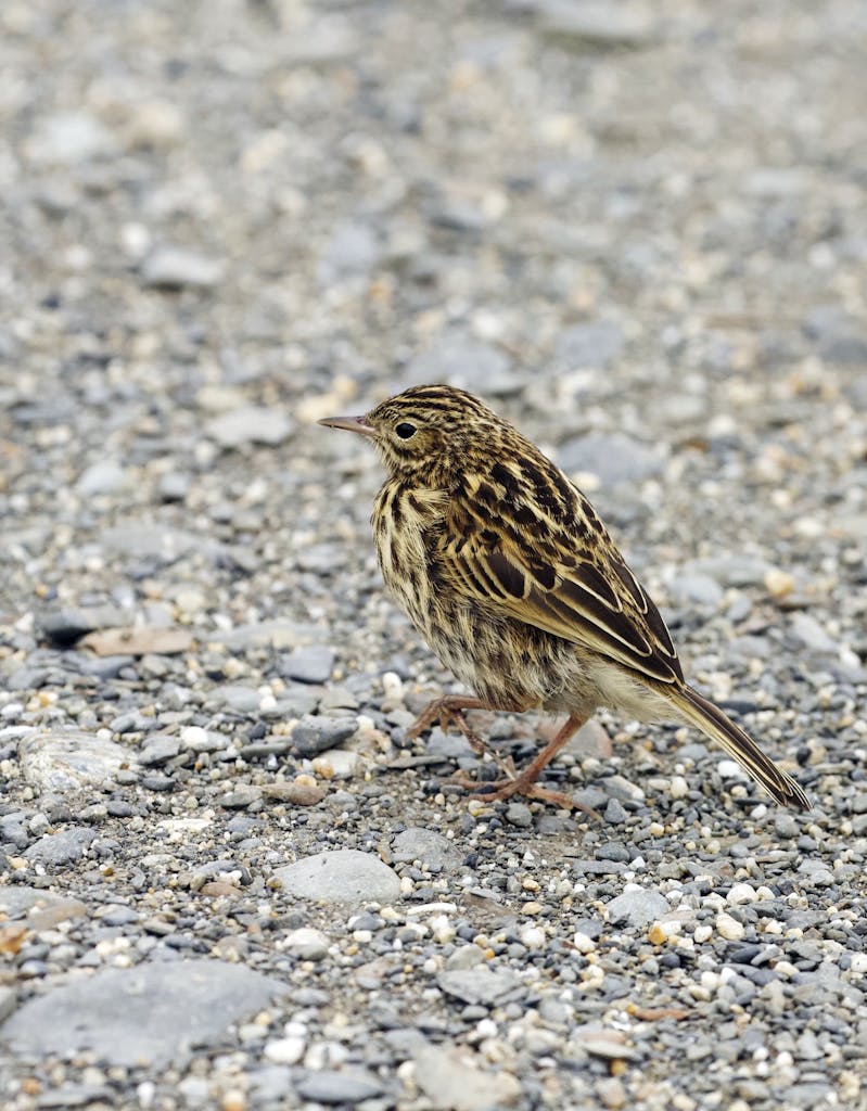 South Georgia Pipit