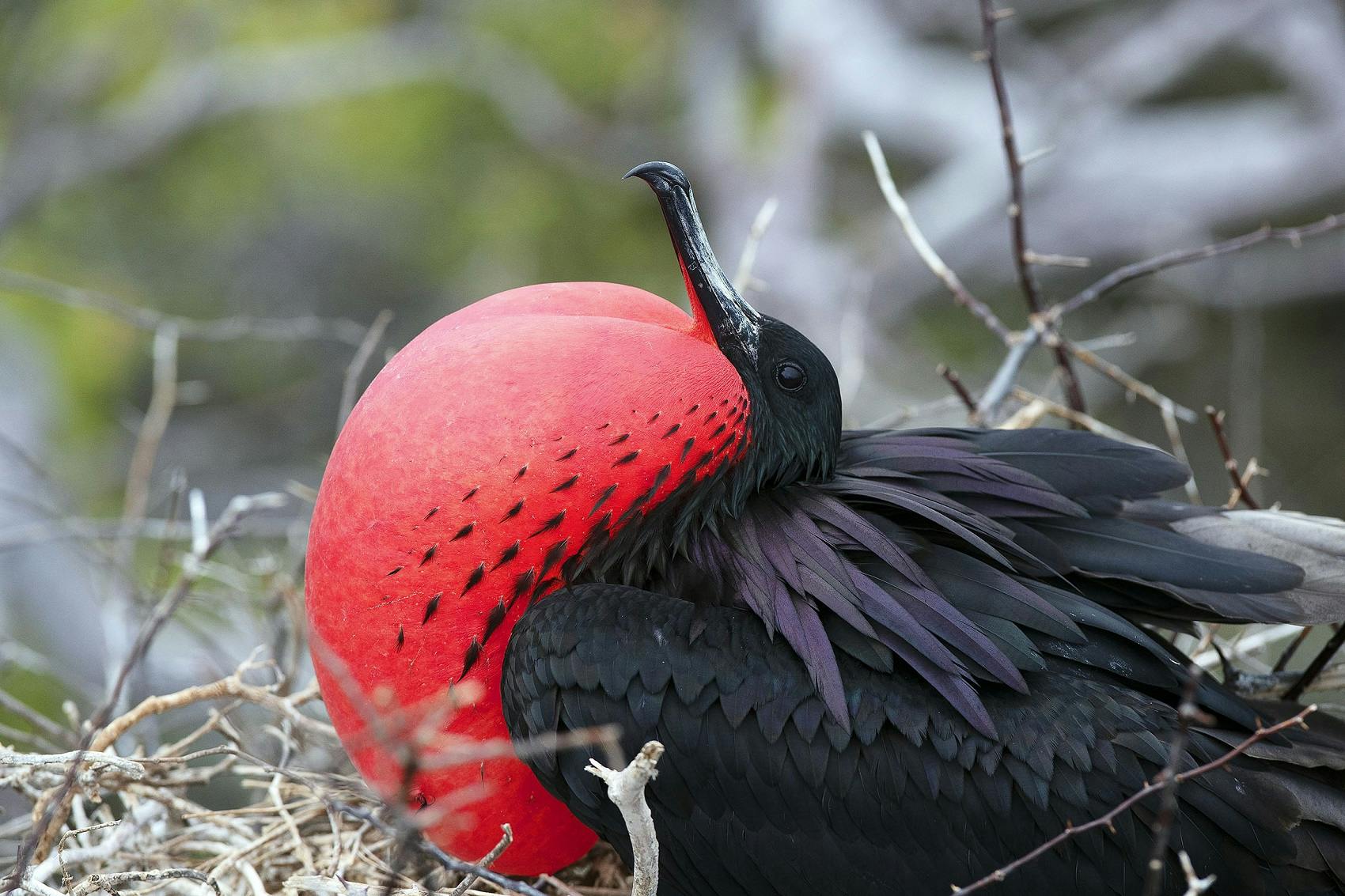 Frigate Bird in the Galapagos
