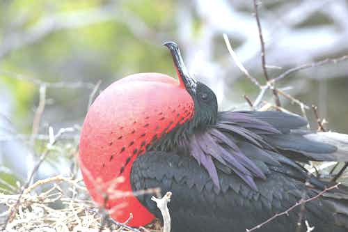 Frigate Bird in the Galapagos