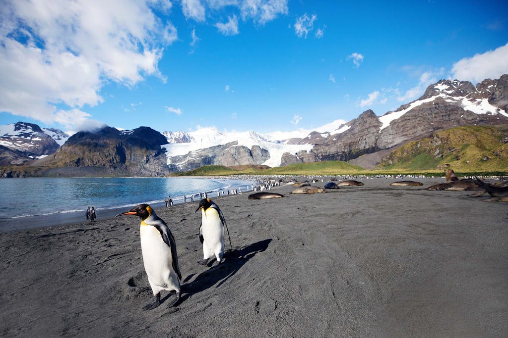 King Penguins in South Georgia