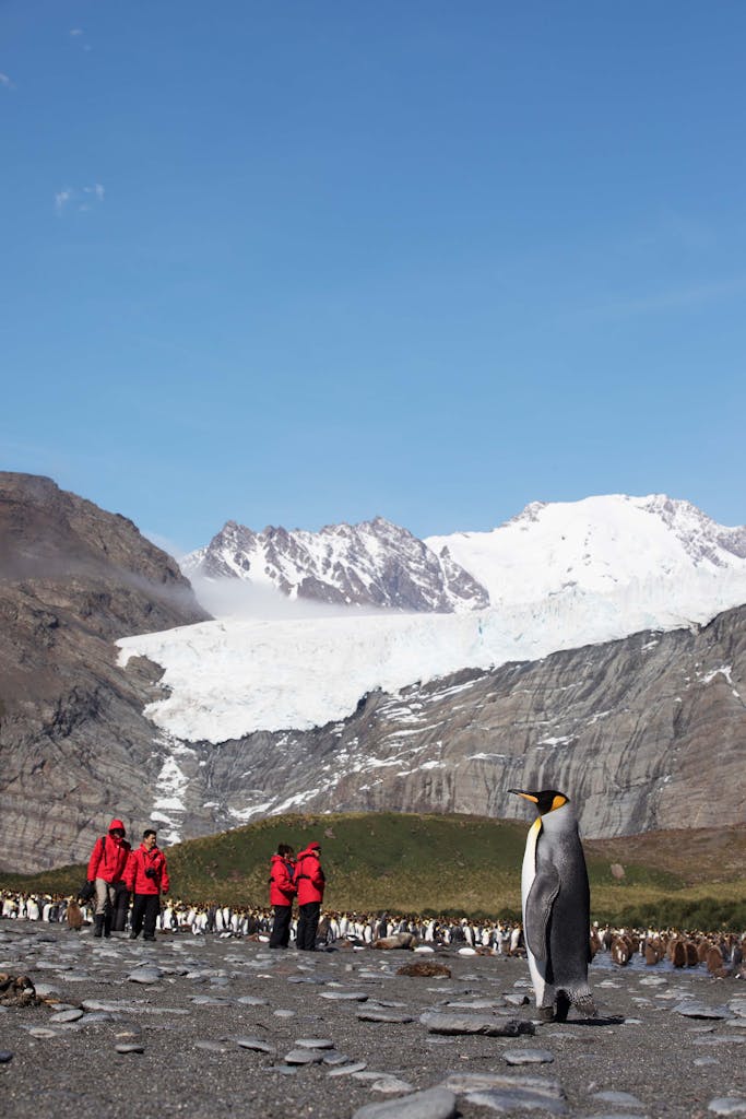 SIlversea guests in South Georgia