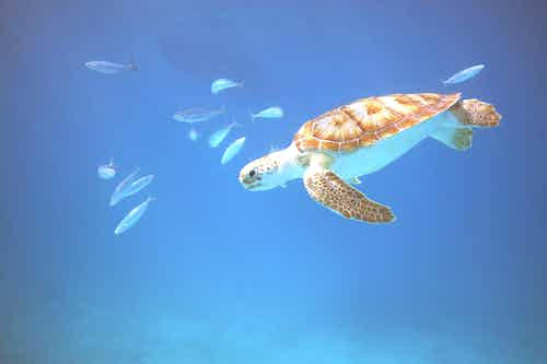 green sea turtles in Barbados