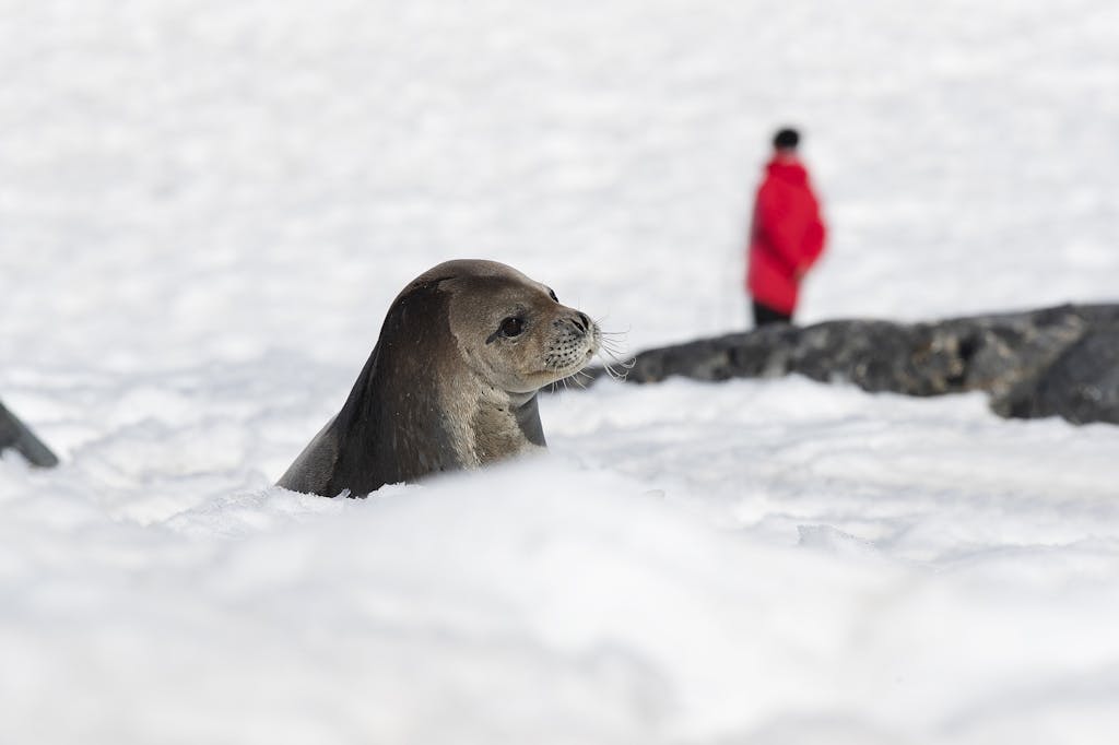 Fur seal in Antarctica