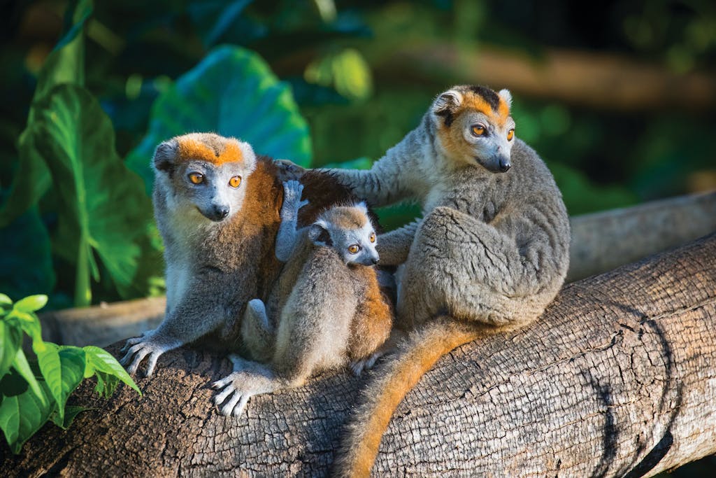 Crowned lemurs in Nosy Be, Madagascar