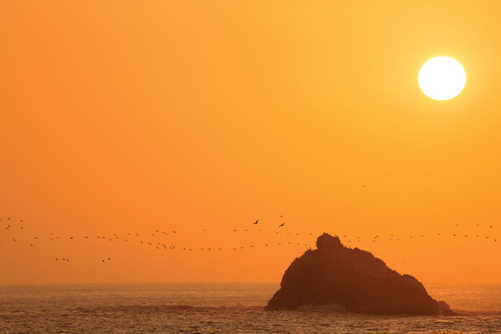Seabirds in Salaverry, Peru