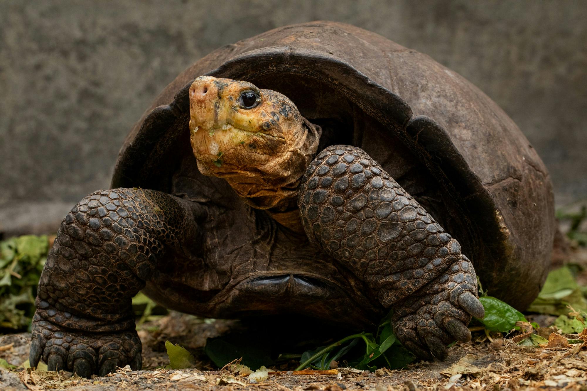 Галапагосская «фантастическая черепаха»