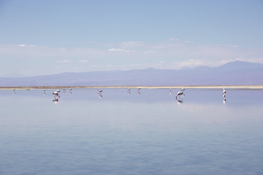 Atacama Salt Flats, Chile.