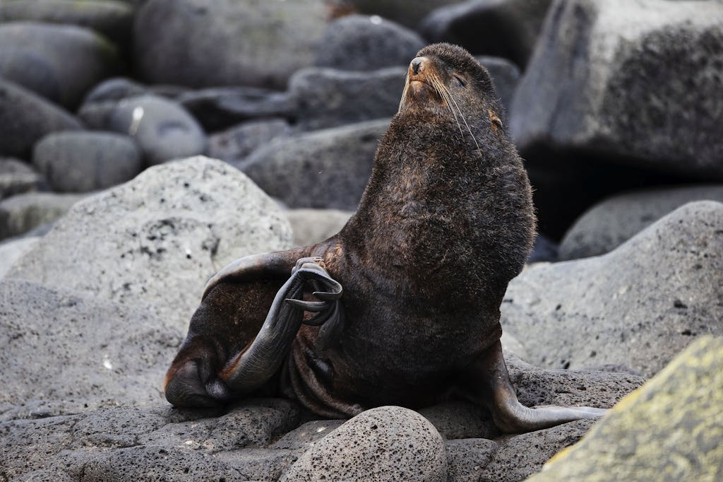 Fur seal in St. Paul Island, Alaska