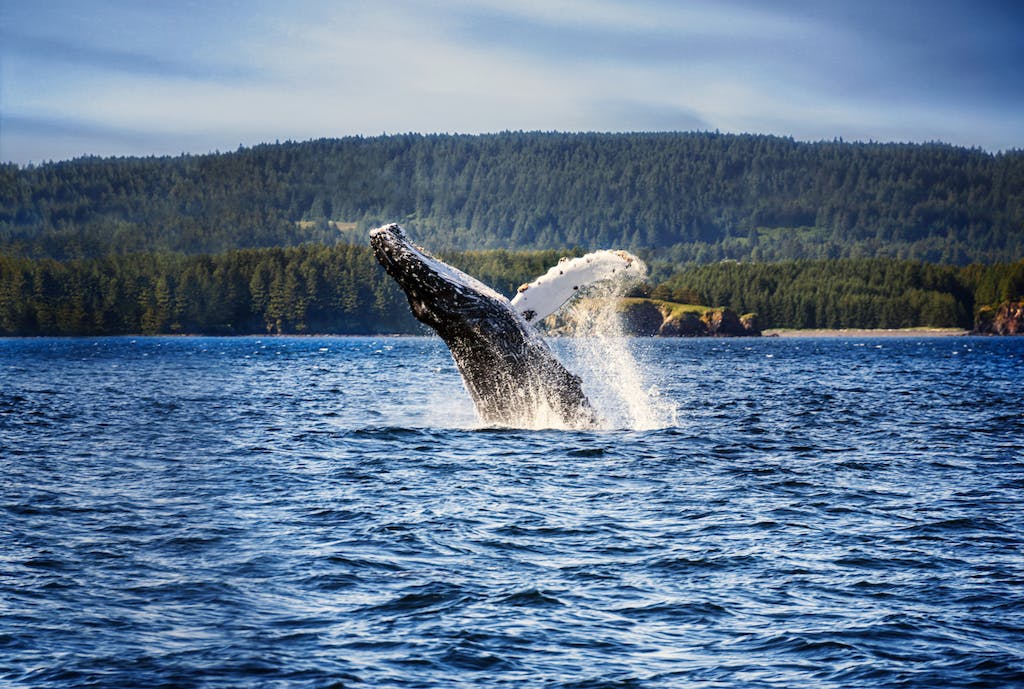 Humpback Whale Breaching Water in Kodiak, Alaska.